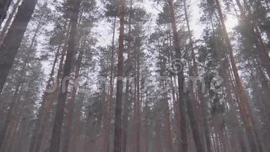 雾中阳光下的松神秘木雾中烟雾和光线下的冬季森林